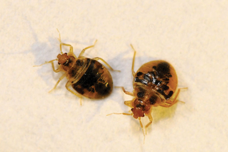 Bed Bug Nymphs courtesy the National Pest Management Association and Flick Medill DC