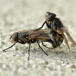 Cluster Flies photo by Flickr Conall